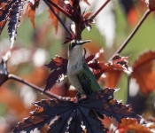 2019 09 15 LongFellowGardens 023